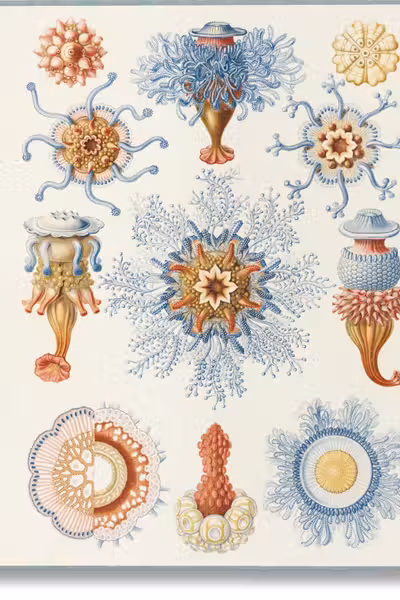 The Art and Science of Ernst Haeckel