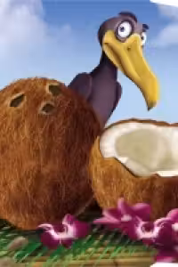 Nuca de cocos