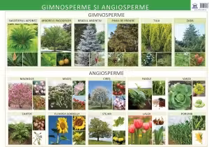 Plansa. Gimnosperme si angiosperme