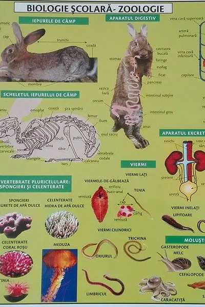 Planșa Biologie școlară. Zoologie