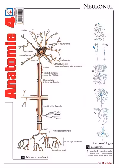 Planșa Anatomie 4