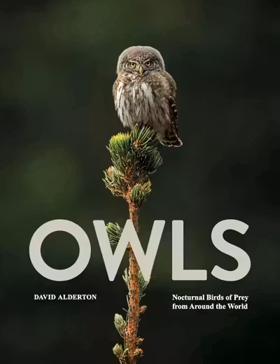 Owls