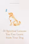 10 Spiritual Lessons You Can Learn from Your Dog