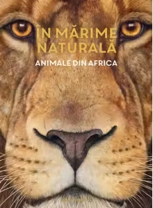 Animale din Africa