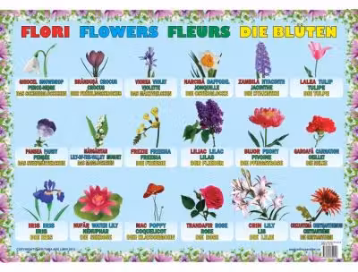 Flori - Plansa educativa