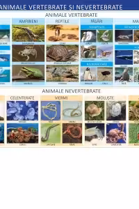 Plansa Animale vertebrate si nevertebrate 50x70 cm