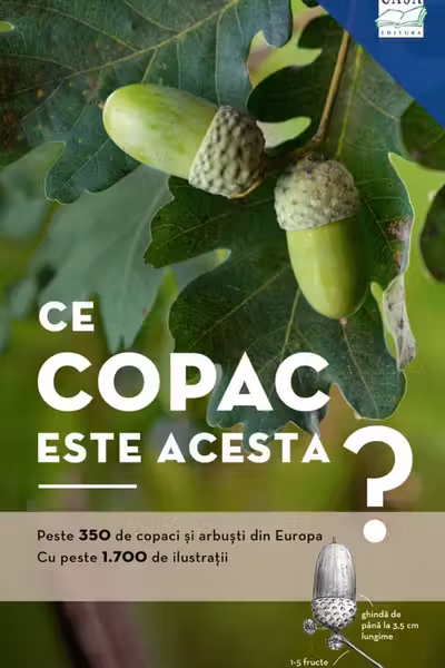 Ce copac este acesta?