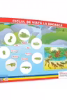 Ciclul de viata la broasca - plansa 50x70 - Proiecte Tematice