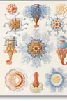 The Art and Science of Ernst Haeckel